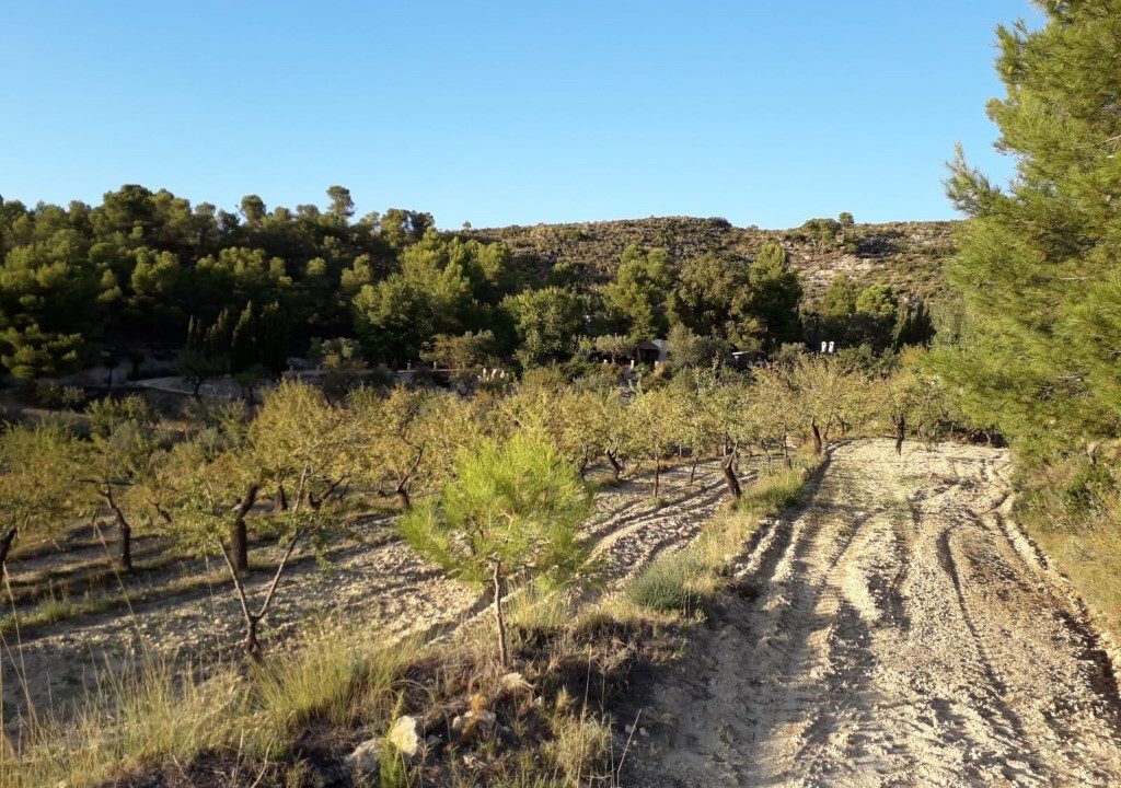 finca-torremanzanas-dh-p1959-32